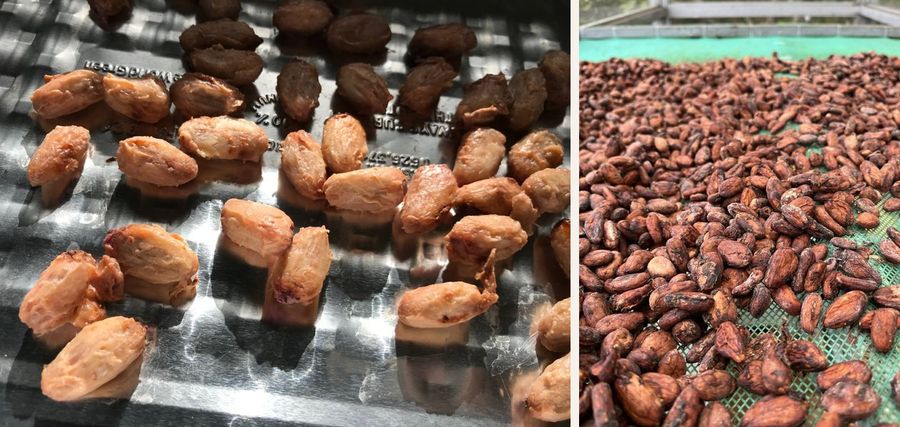 Cacao beans on an aluminum tray in 2020 vs. beans drying at scale in 2026