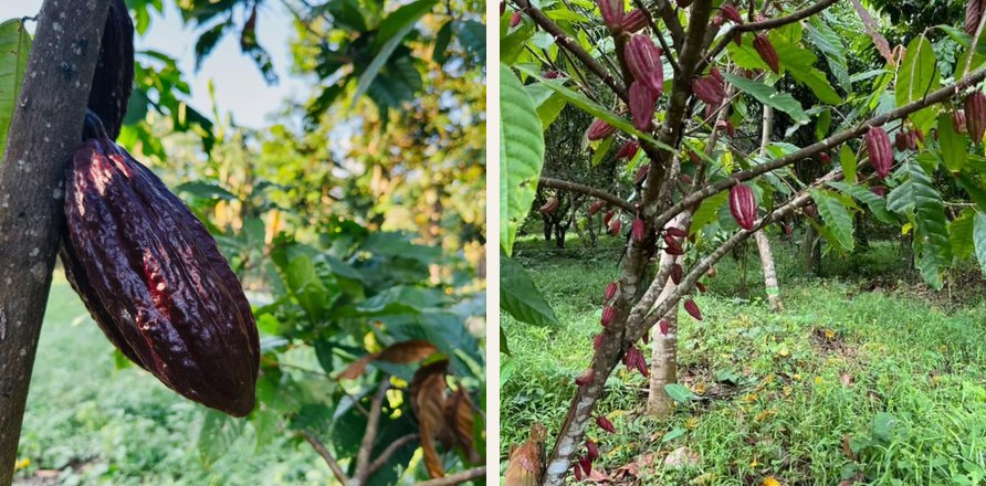 Cacao pods growing on the trees at San Antonio Farms