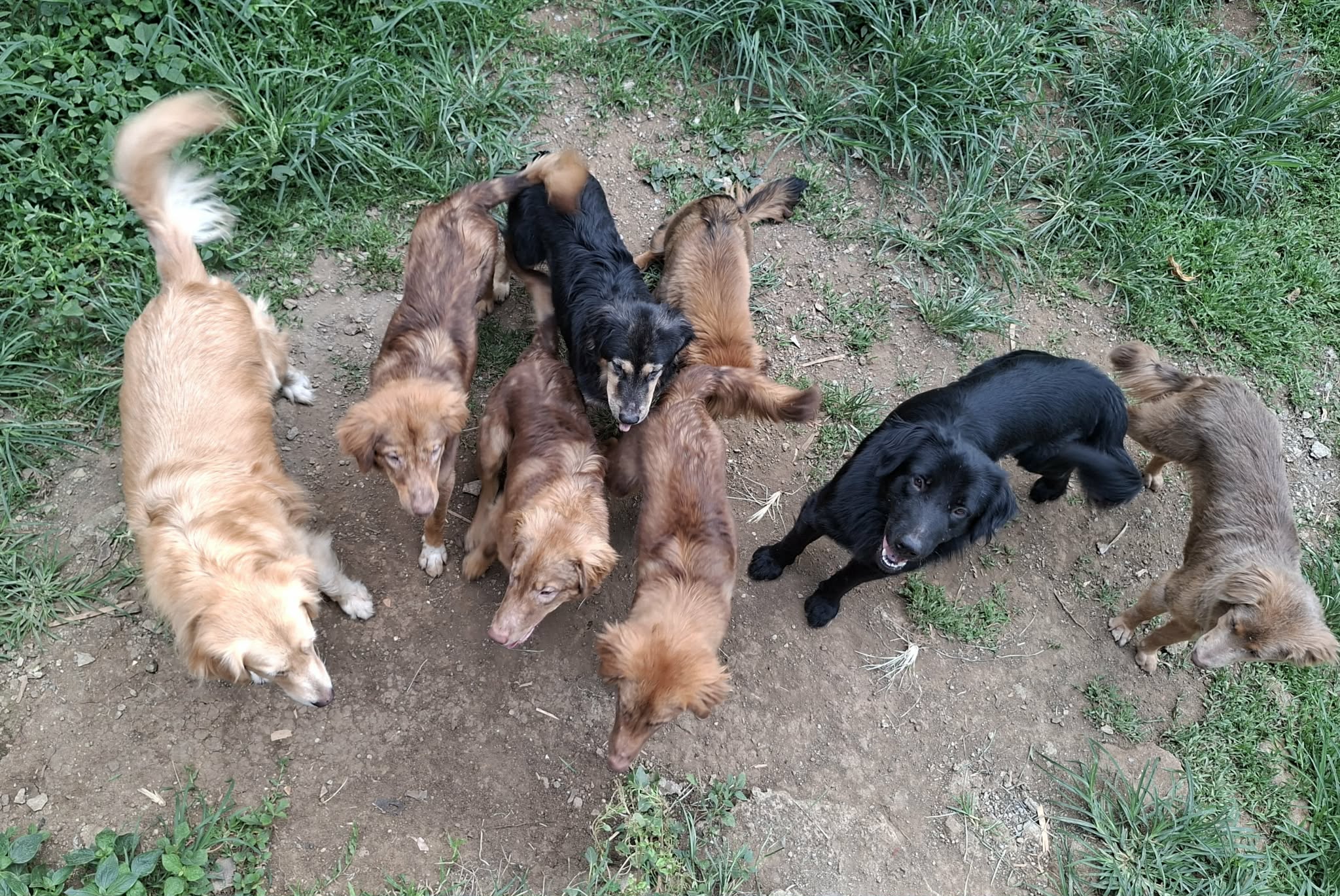 The seven-month-old pups running through Homestead 2 at San Antonio Farms