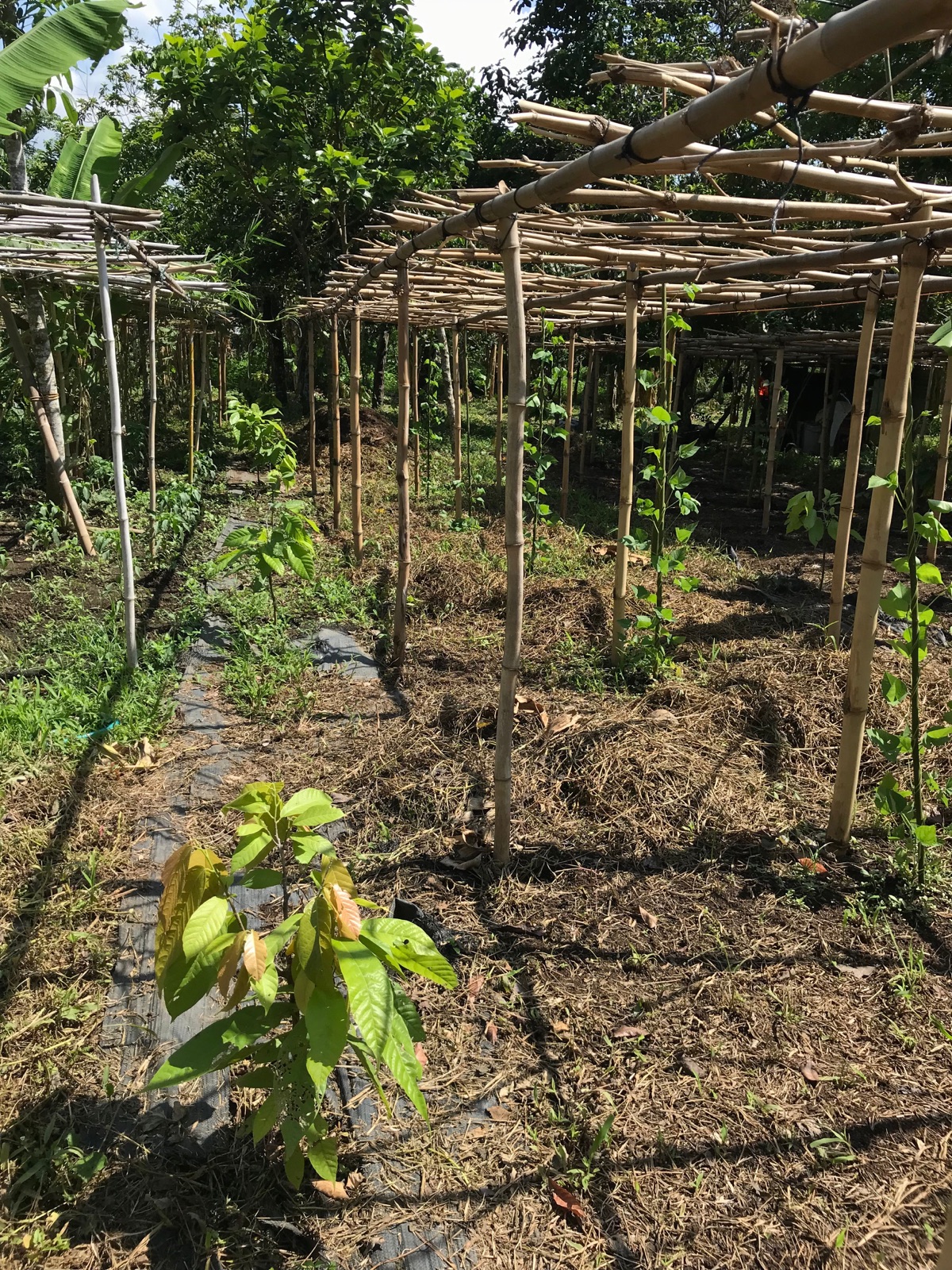 Year-old grafted criollo cacao trees shaded by a vegetable trellis at San Antonio Farms